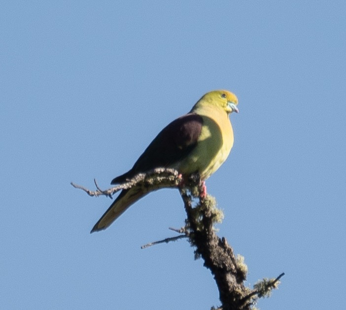 Wedge-tailed Green-Pigeon - ML644191423