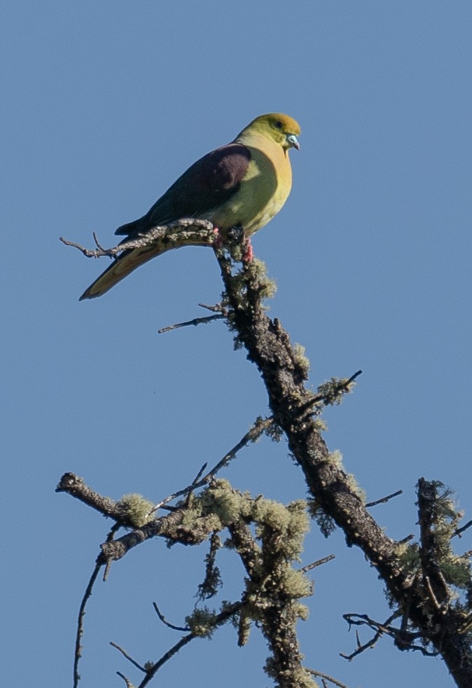 Wedge-tailed Green-Pigeon - ML644191424