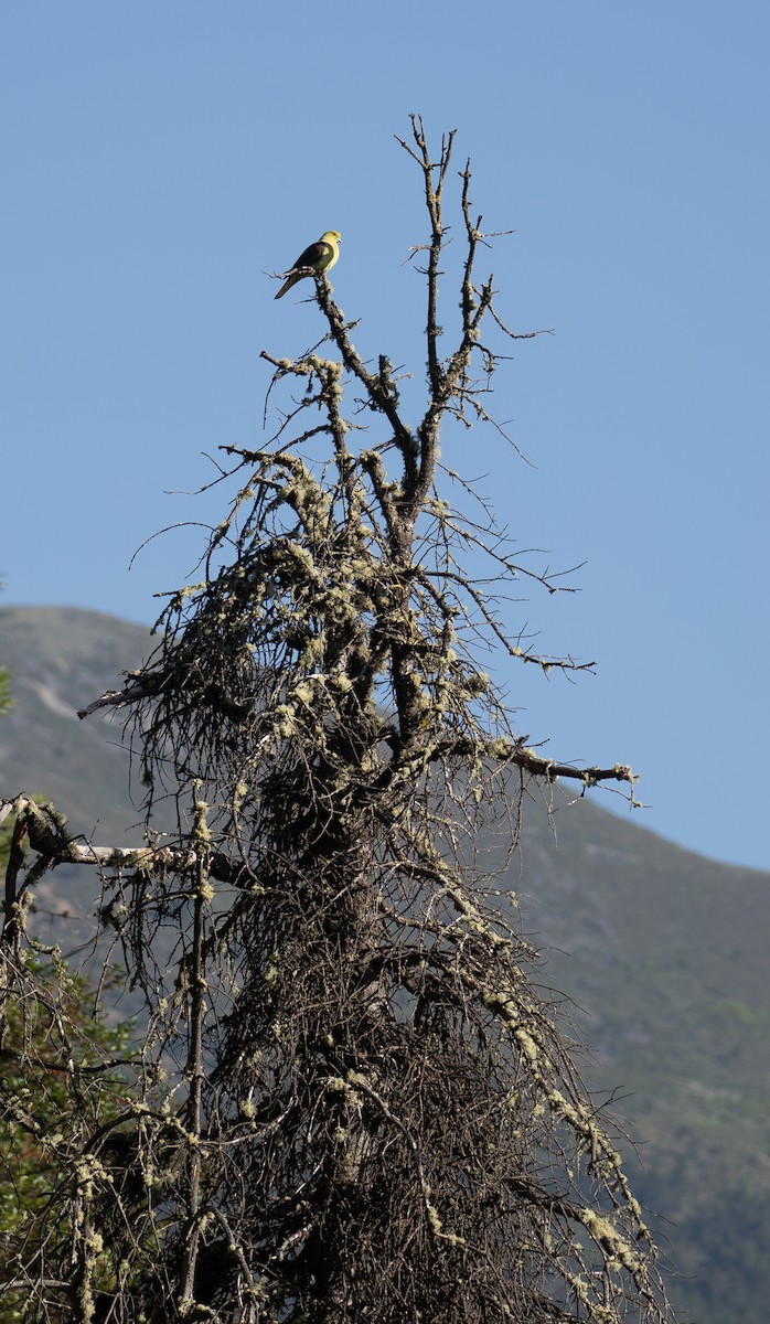 Wedge-tailed Green-Pigeon - ML644191425