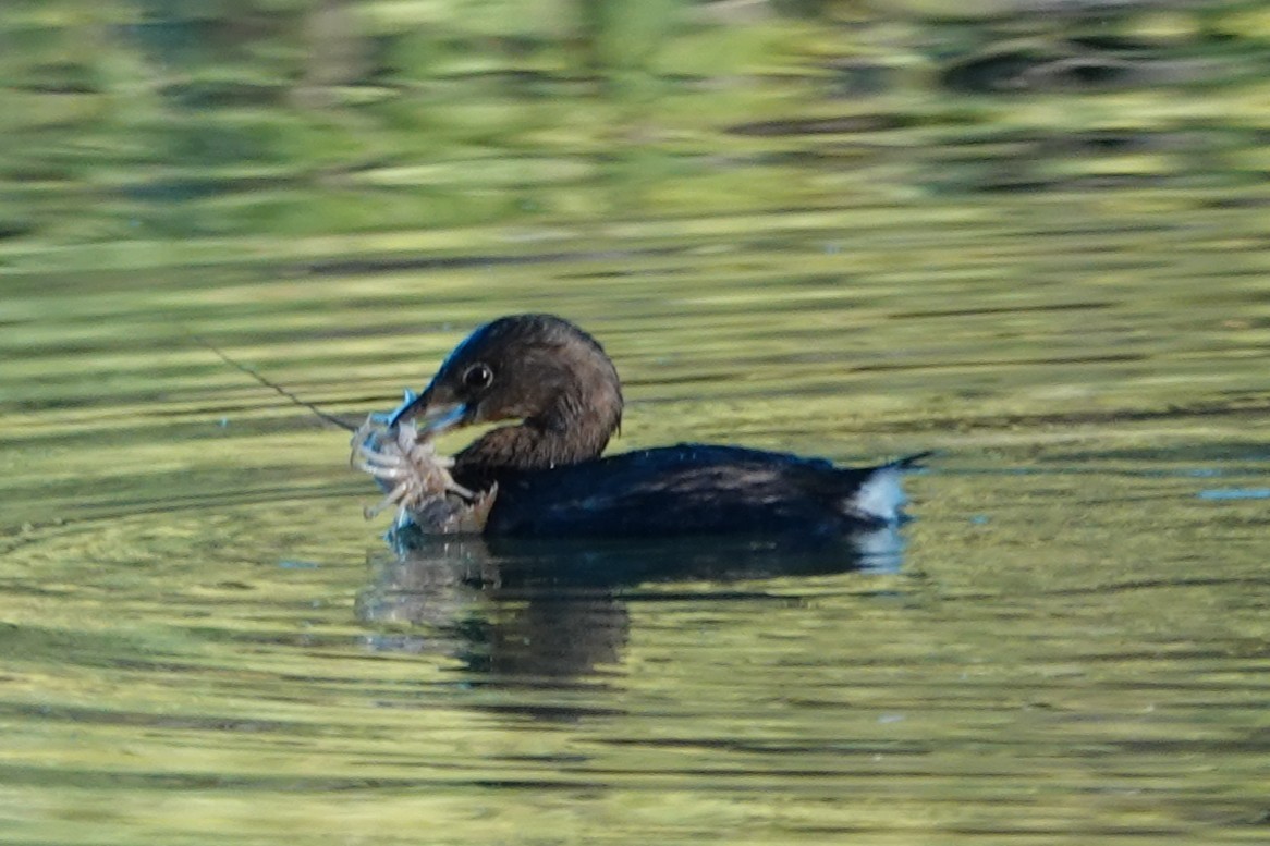 Pied-billed Grebe - ML644191458