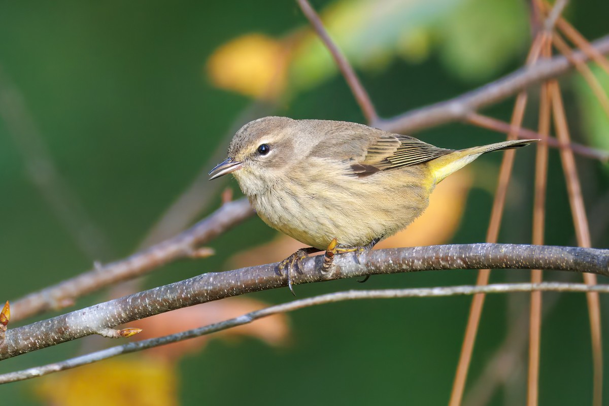 Palm Warbler - ML644191489