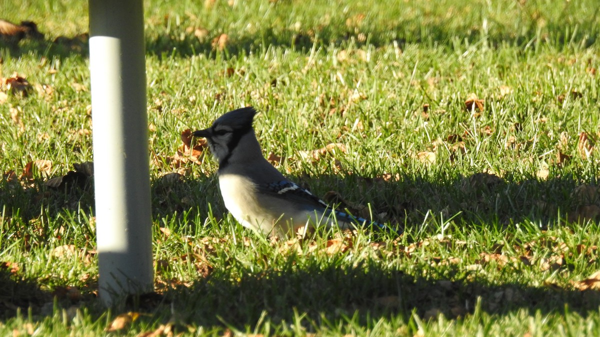 Blue Jay - ML644191492