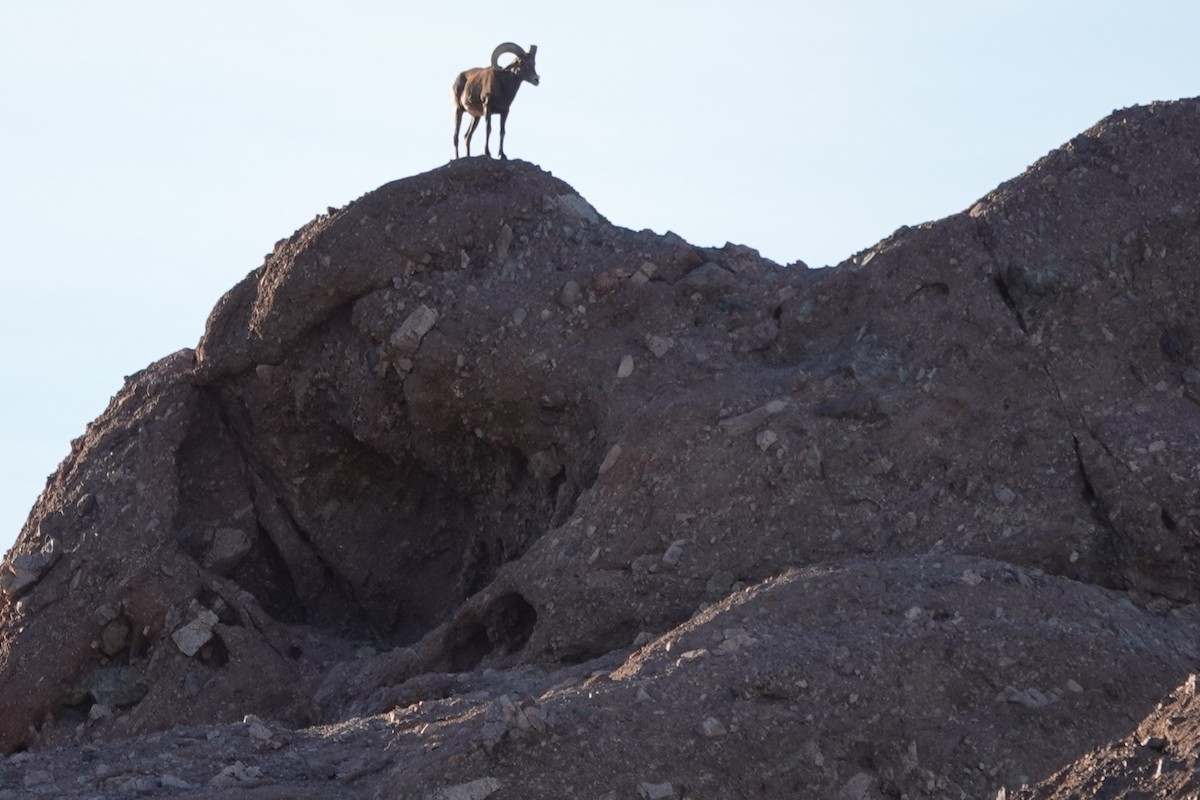 Animals - ML644191494