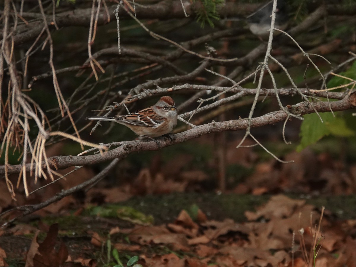 strnádka pokřovní - ML644191496