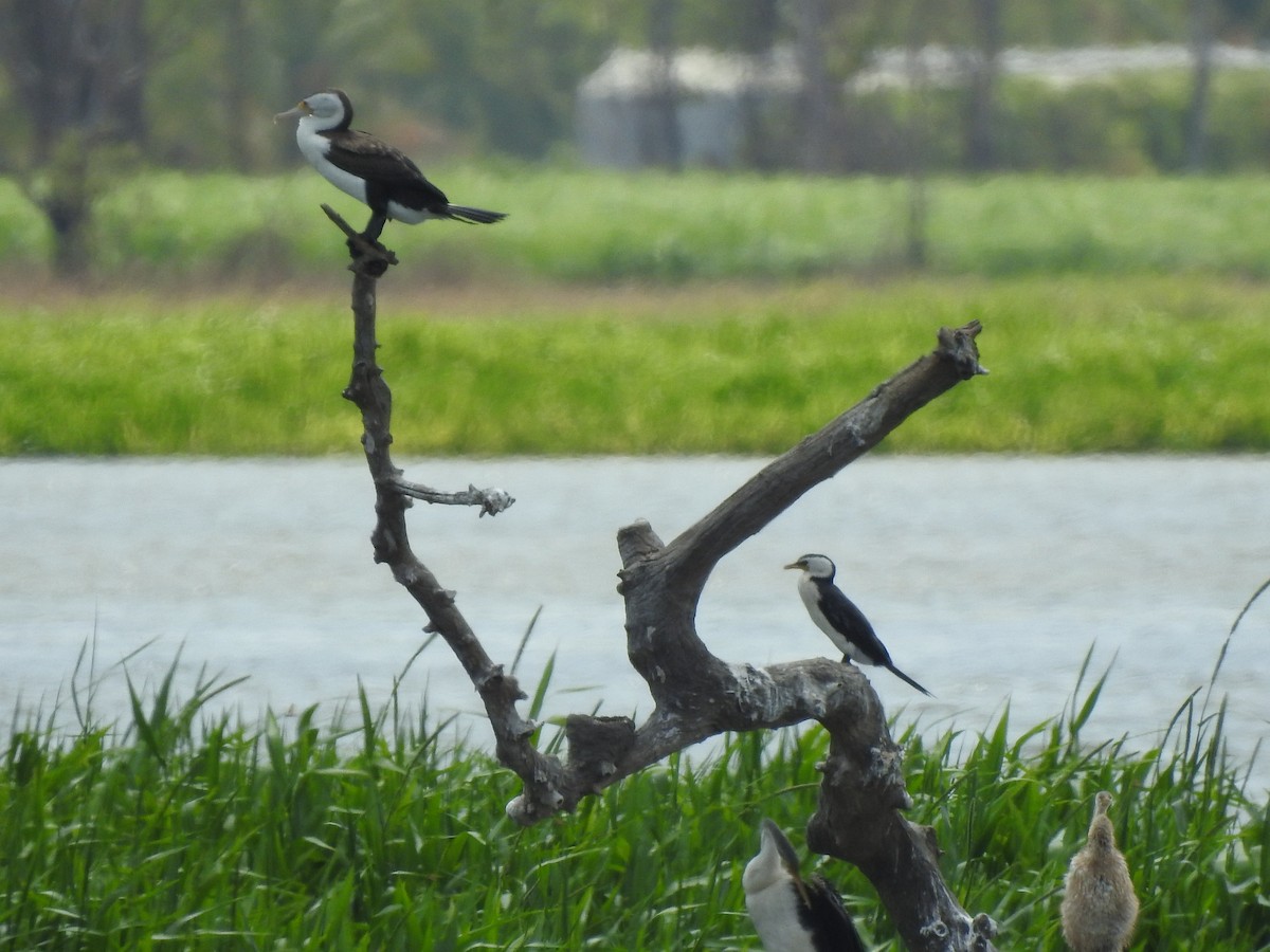Pied Cormorant - patrick tomlin