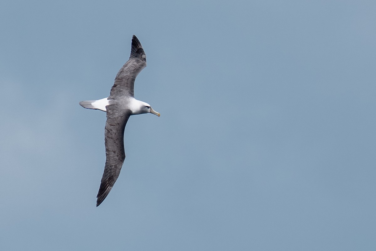 White-capped Albatross (cauta) - ML644191505