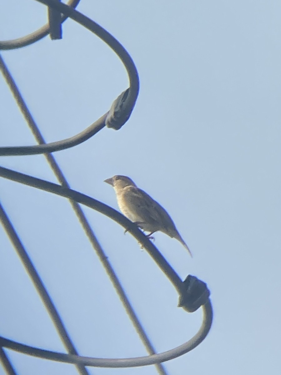 Plain-backed Sparrow - ML644191510