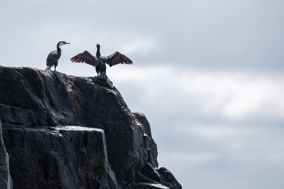 Black-faced Cormorant - ML644191521