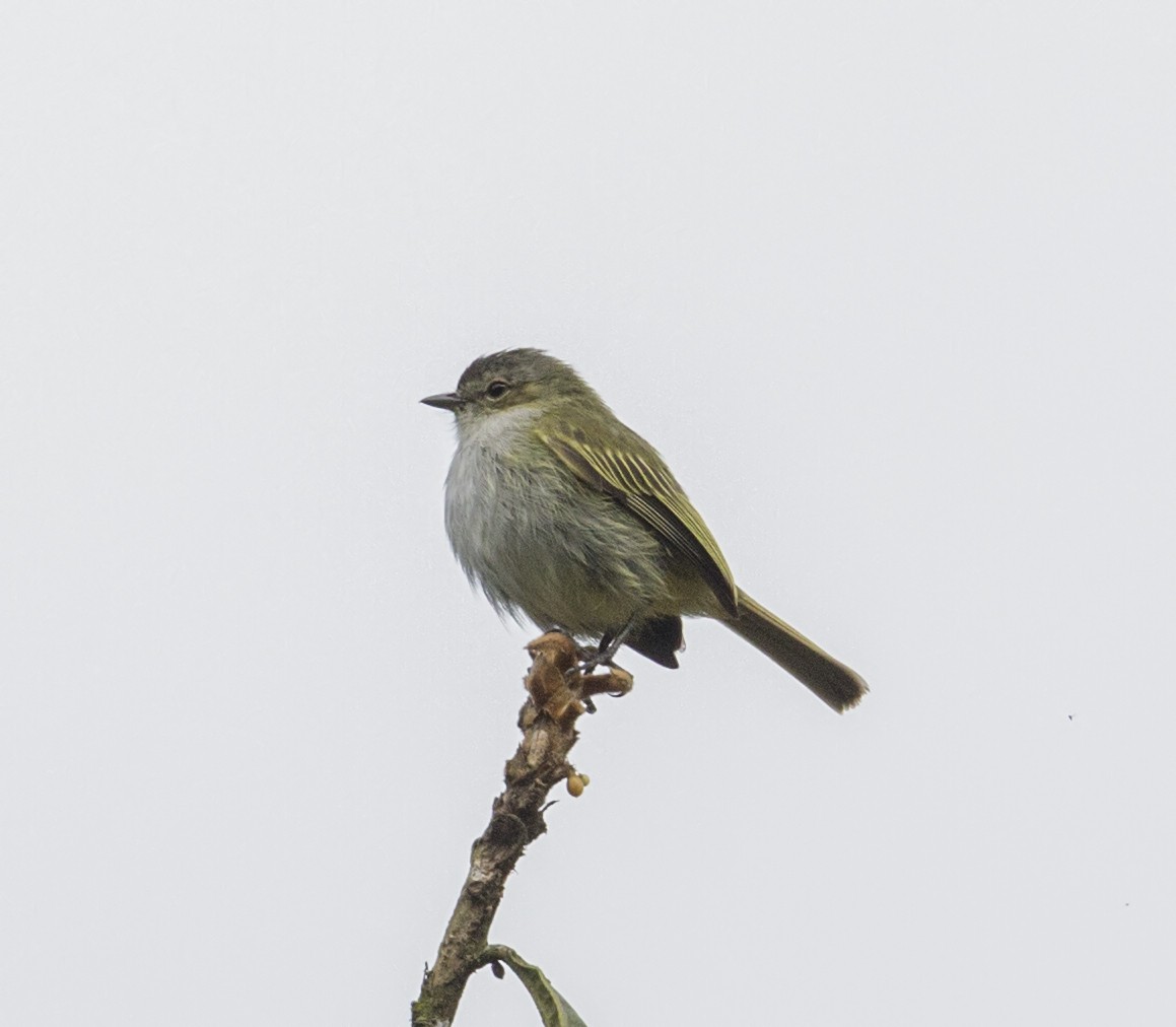 Mistletoe Tyrannulet - ML644191530