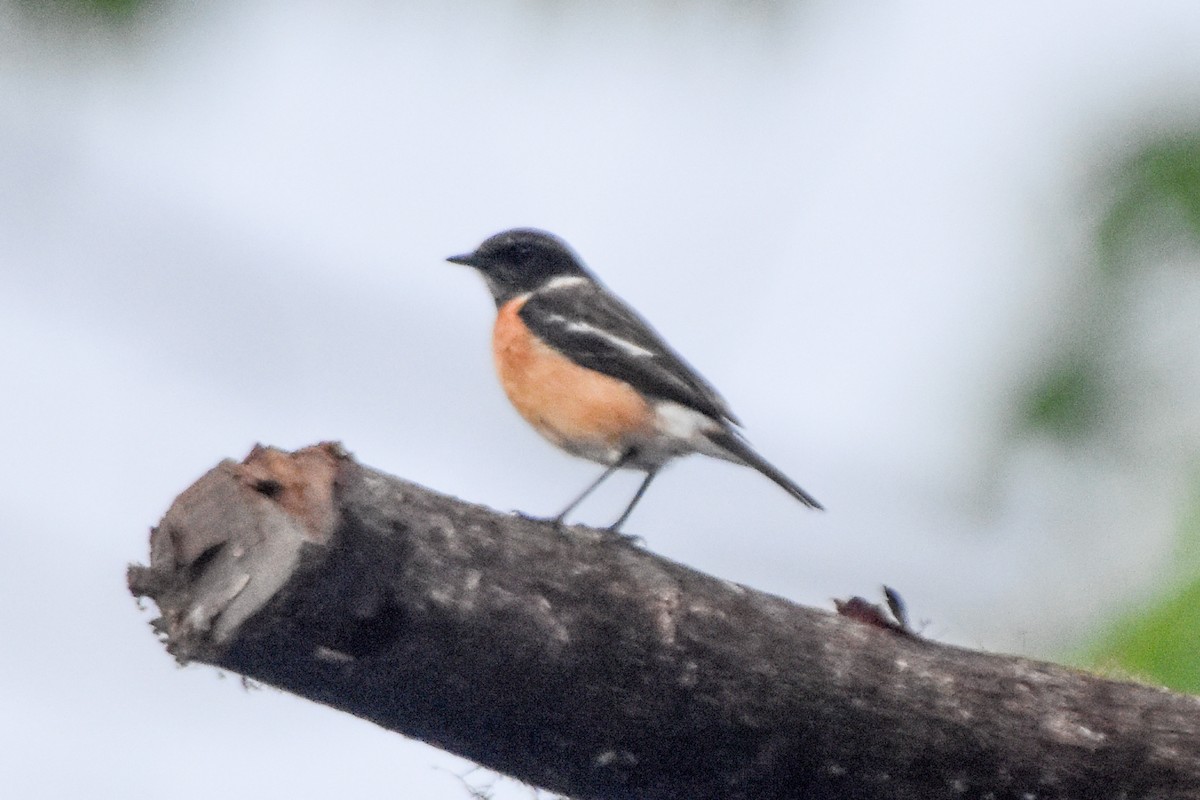 Siberian Stonechat - ML644191531