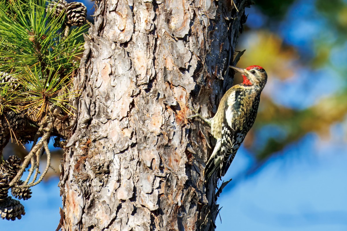Yellow-bellied Sapsucker - ML644191539