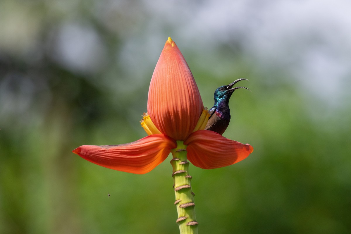 Loten's Sunbird - ML644191549