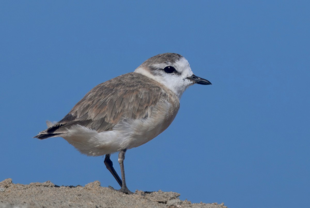 White-fronted Plover - ML644191560