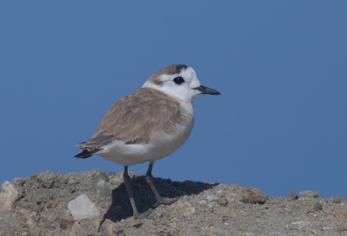 White-fronted Plover - ML644191561