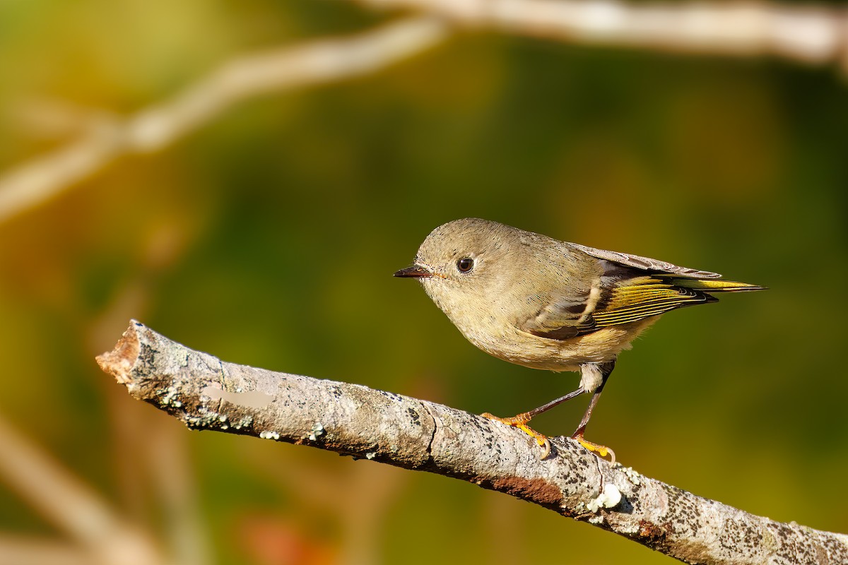 Ruby-crowned Kinglet - ML644191566