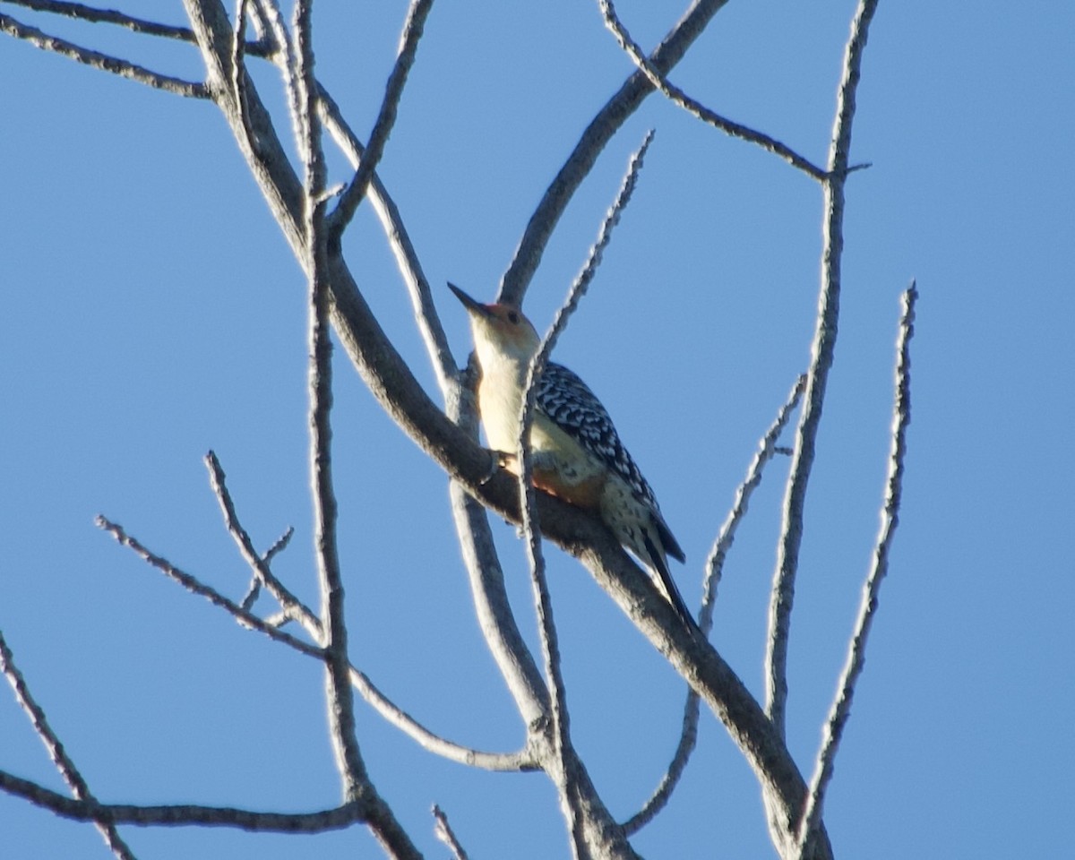 Red-bellied Woodpecker - Joann Umeki