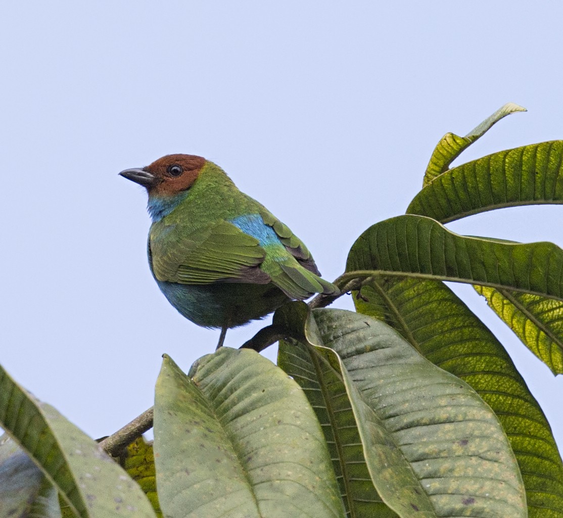 Bay-headed Tanager - ML644191573