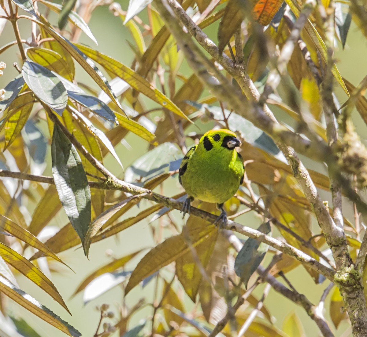Emerald Tanager - ML644191579