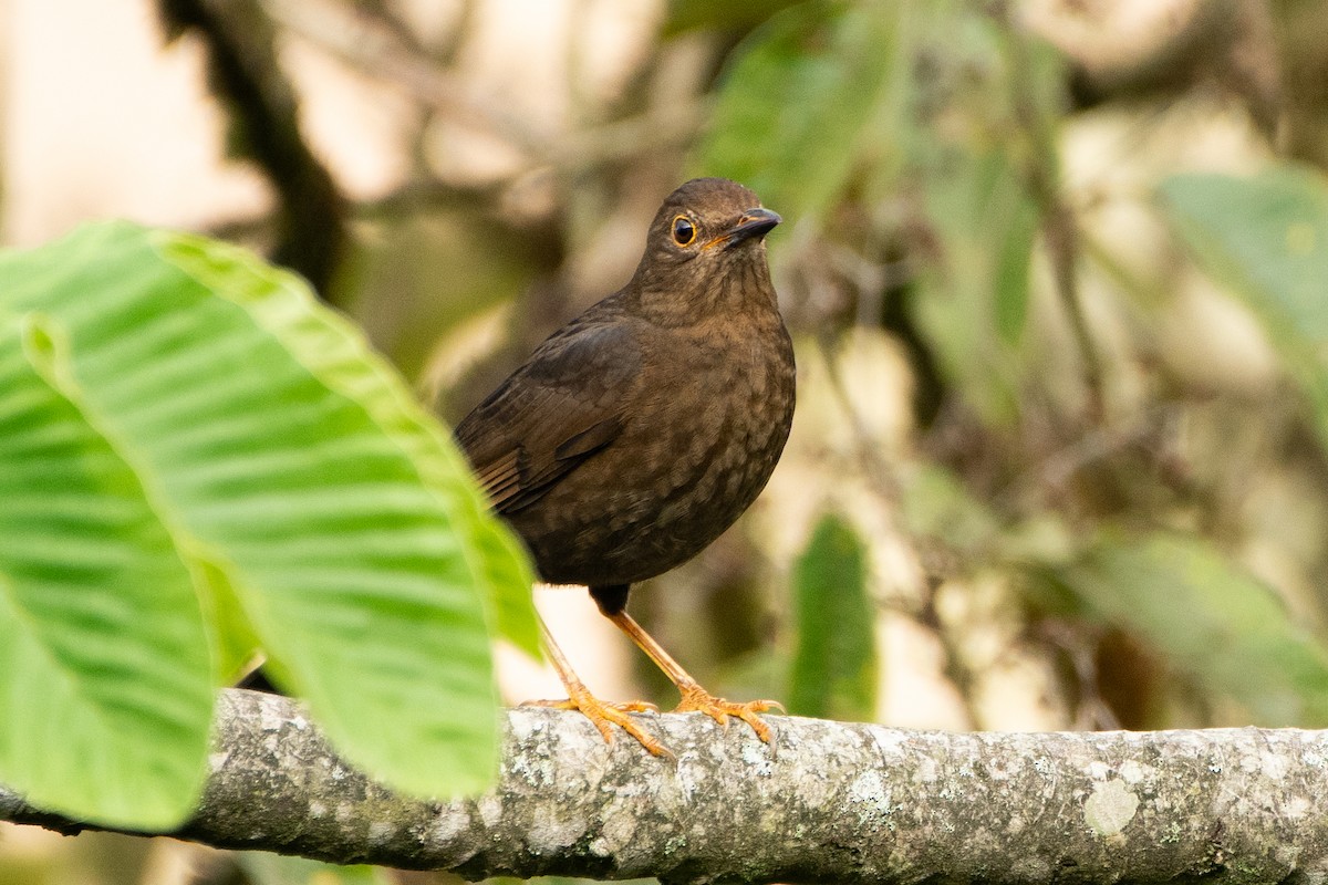 Merle lustré - ML644191581