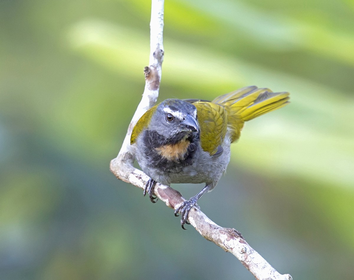 Buff-throated Saltator - ML644191591