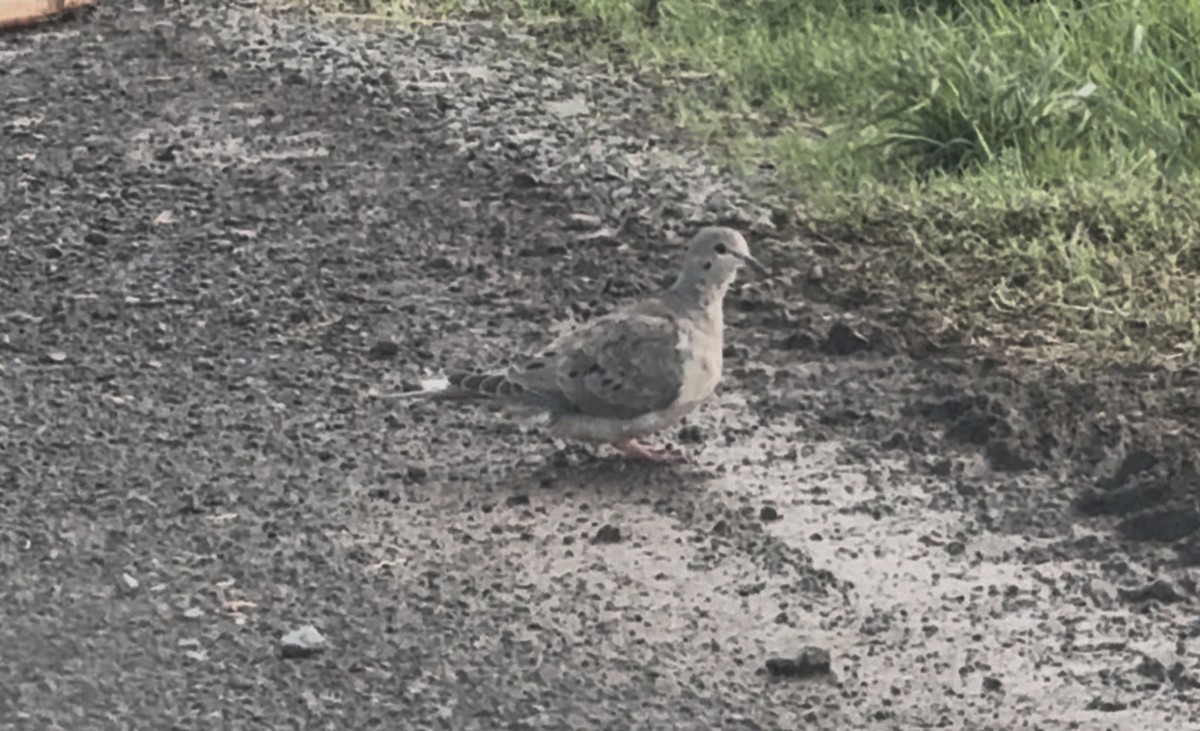 Mourning Dove - ML644191607