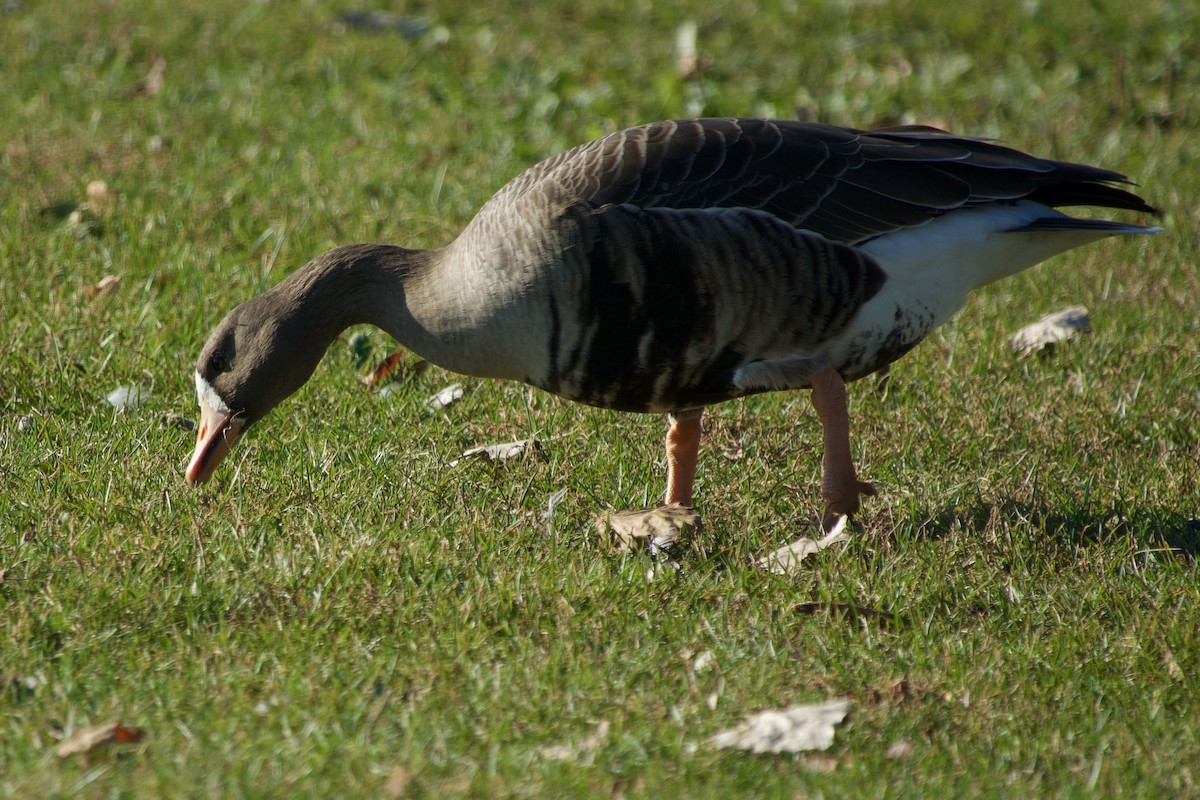 Oie rieuse - ML644191628