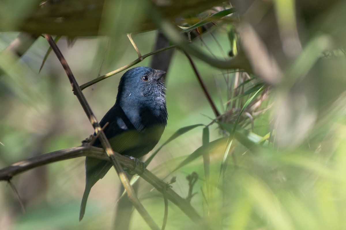 Ecuadorian Seedeater - ML644191634