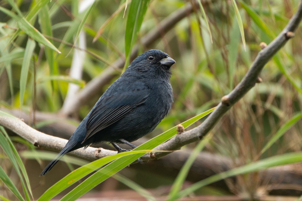 Ecuadorian Seedeater - ML644191635