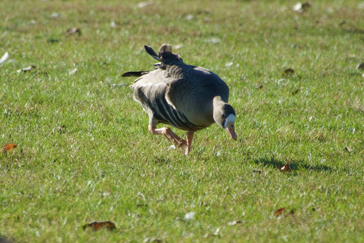 Oie rieuse - ML644191639