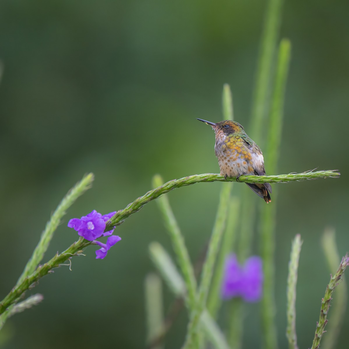 Black-crested Coquette - ML644191643