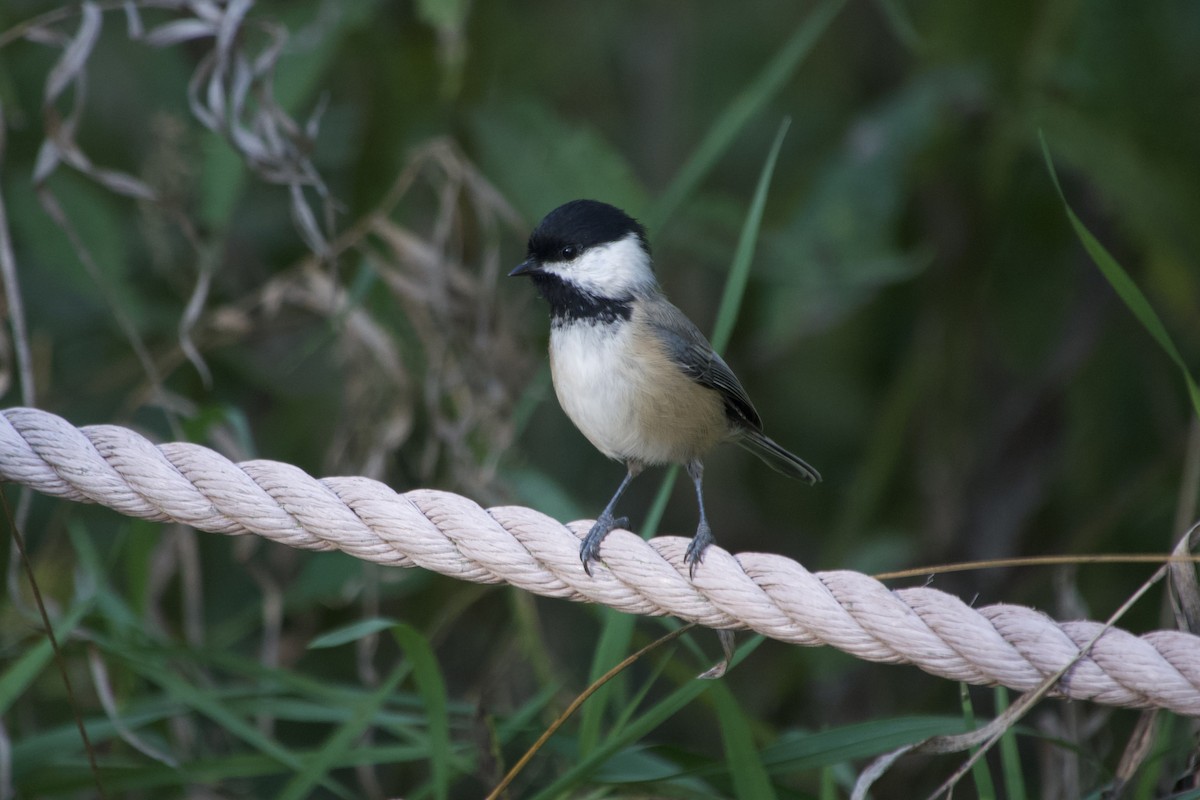 Mésange à tête noire - ML644191652