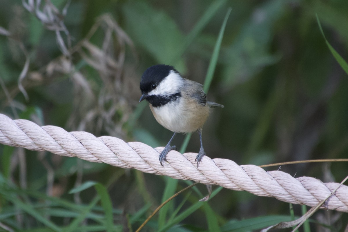 Mésange à tête noire - ML644191668