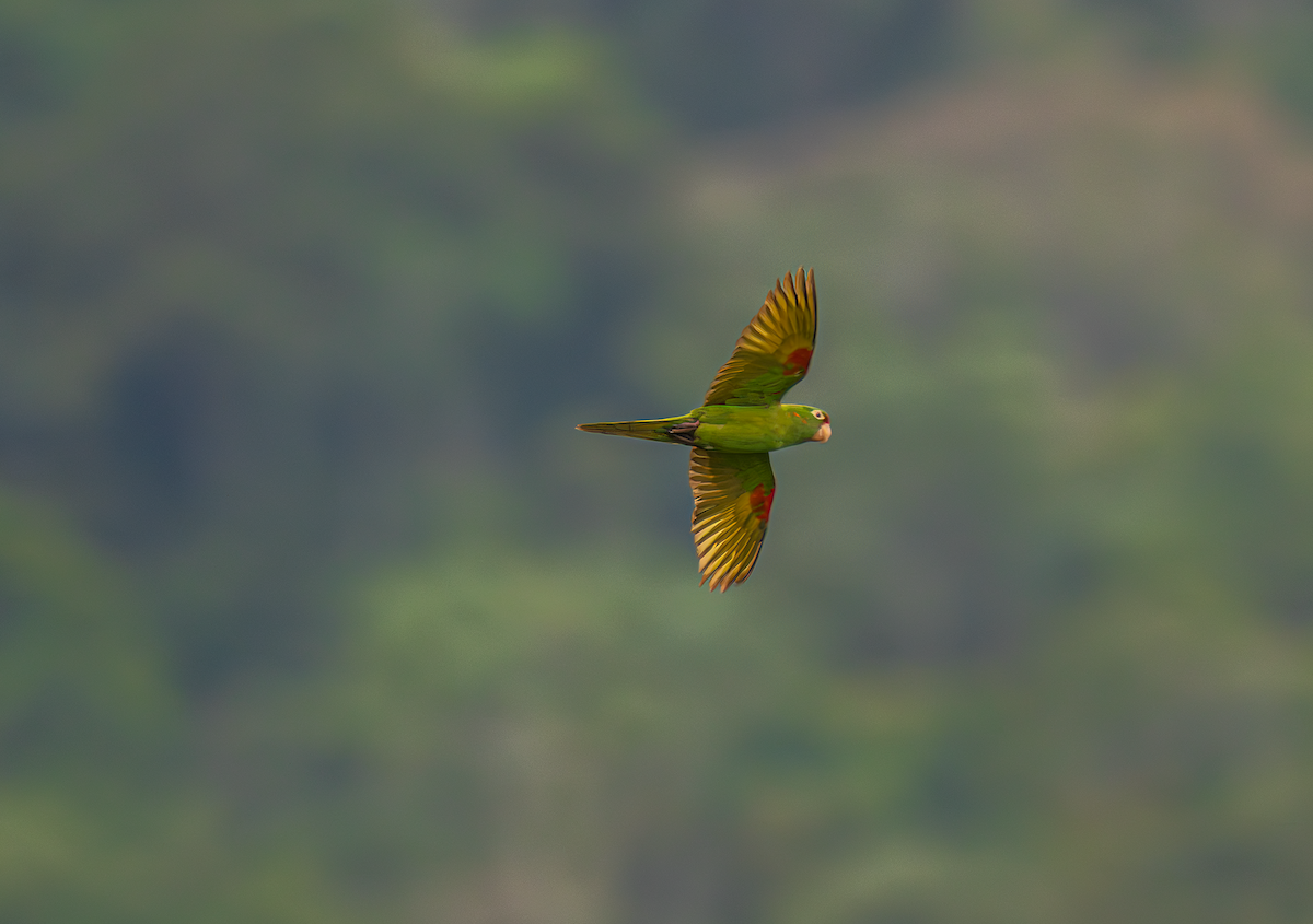 Conure de Finsch - ML644191669