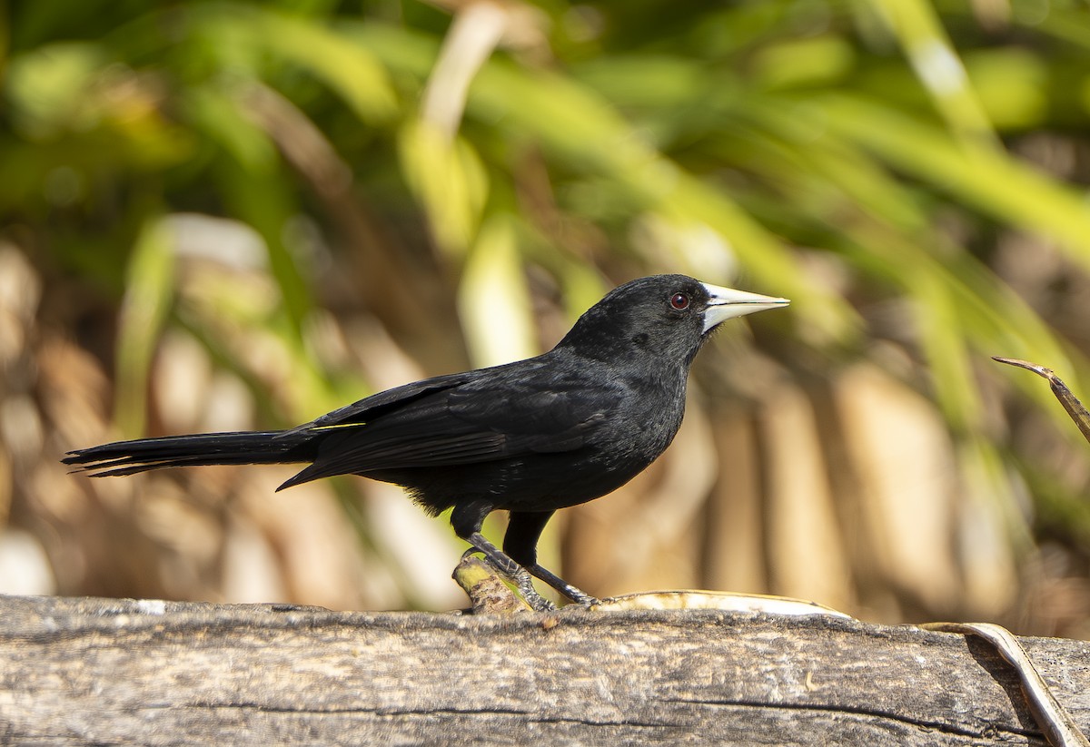 Solitary Black Cacique - ML644191680