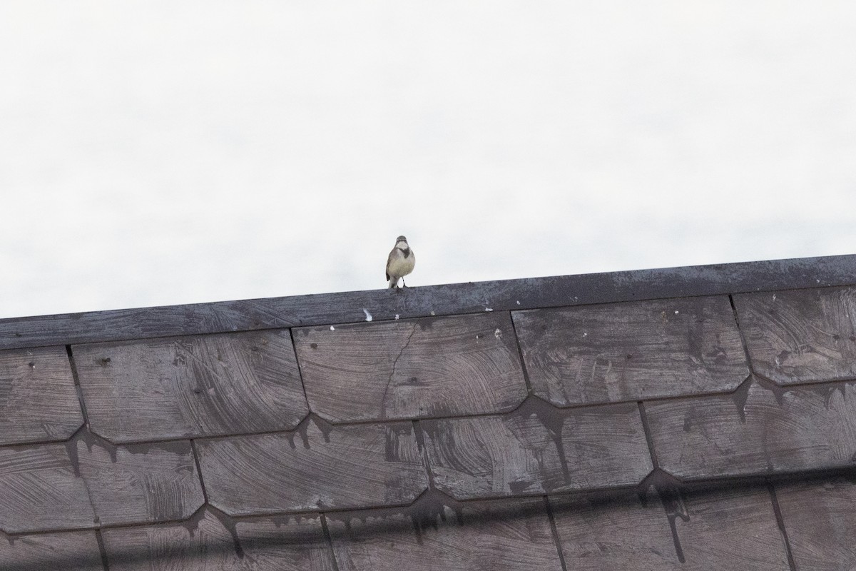 konipas jihoafrický - ML644191683