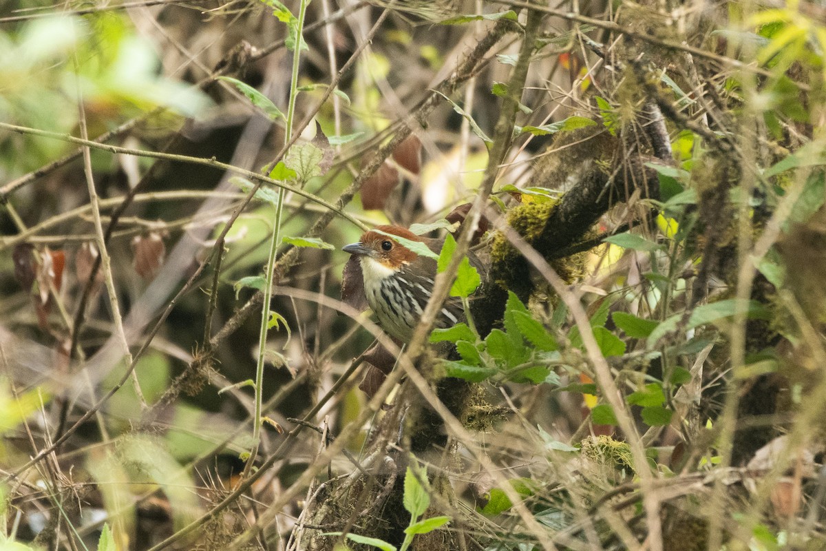 Мурашниця рудоголова - ML644191684