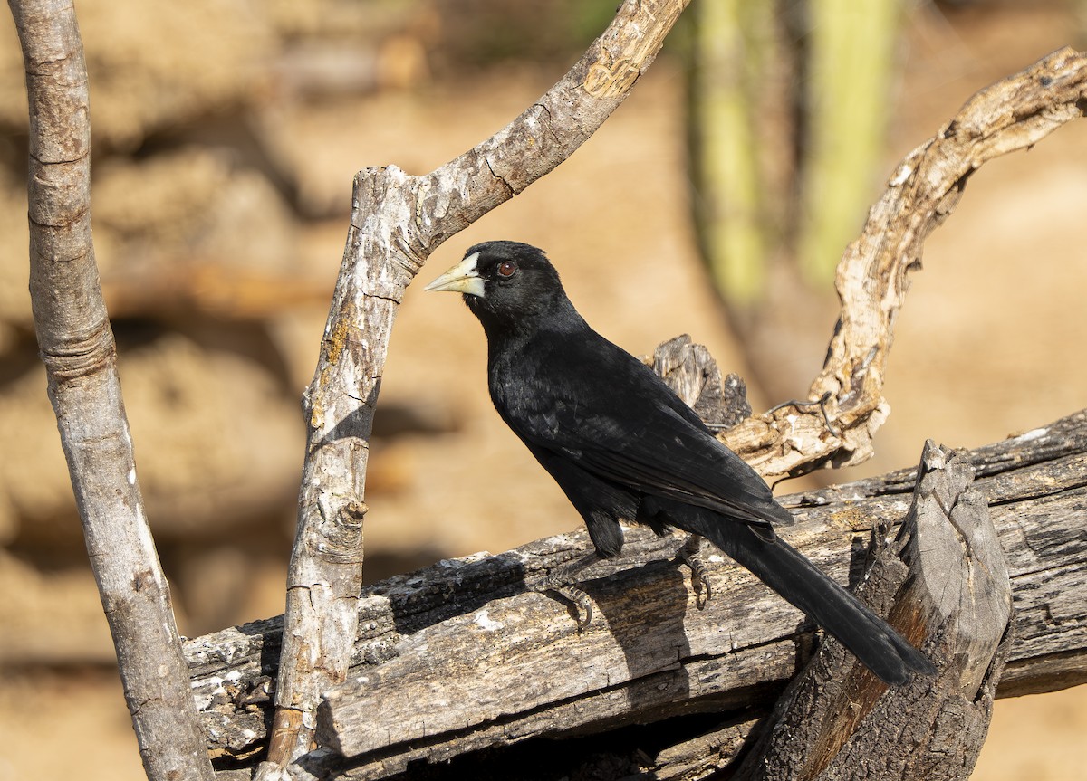 Solitary Black Cacique - ML644191687