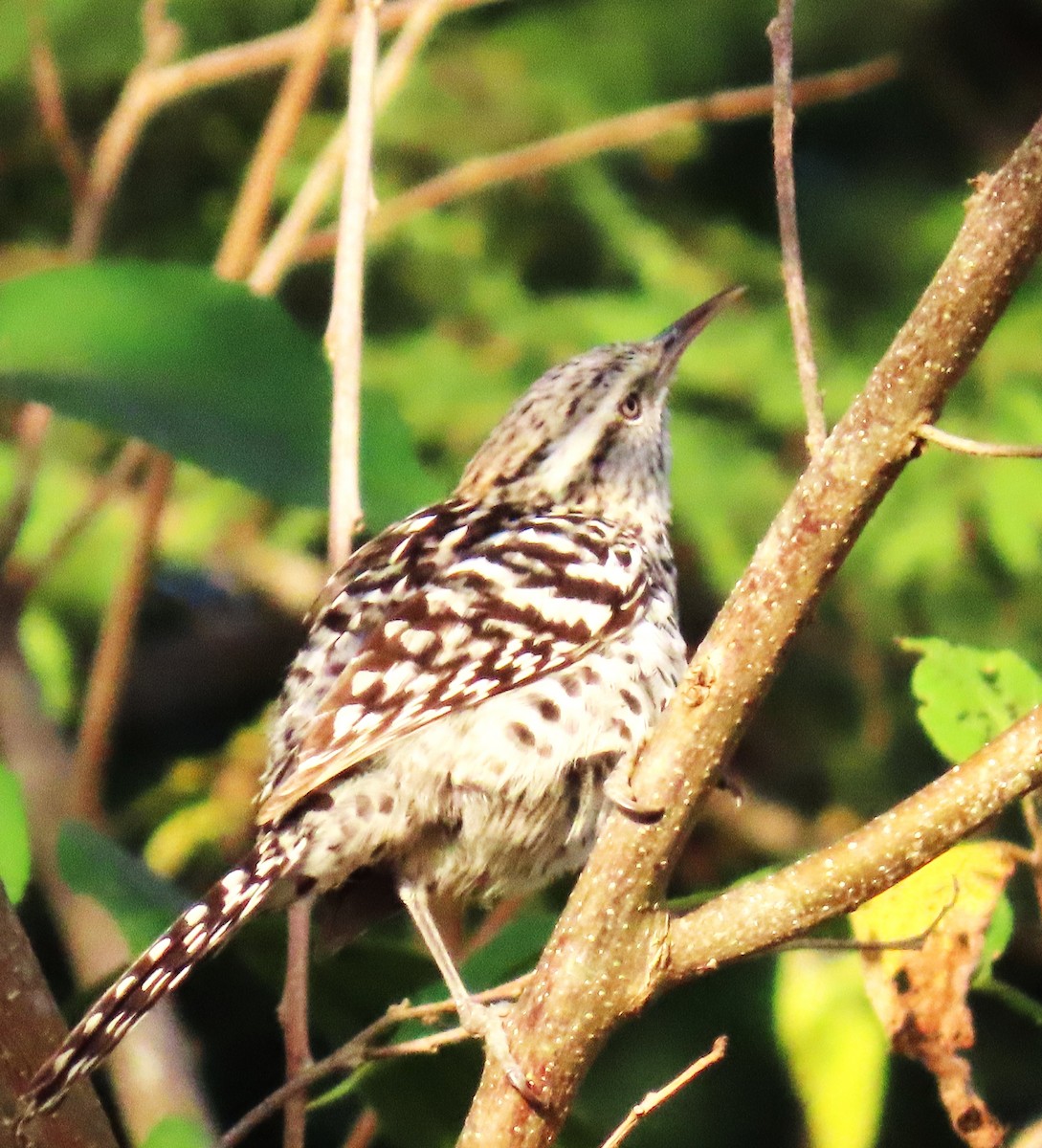 Stripe-backed Wren - ML644191694