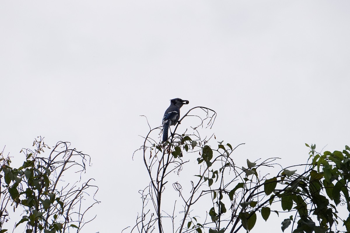 Blue Jay - ML644191695