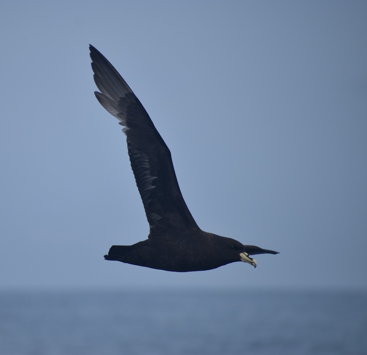 Beyaz Gıdılı Yelkovan - ML644191724