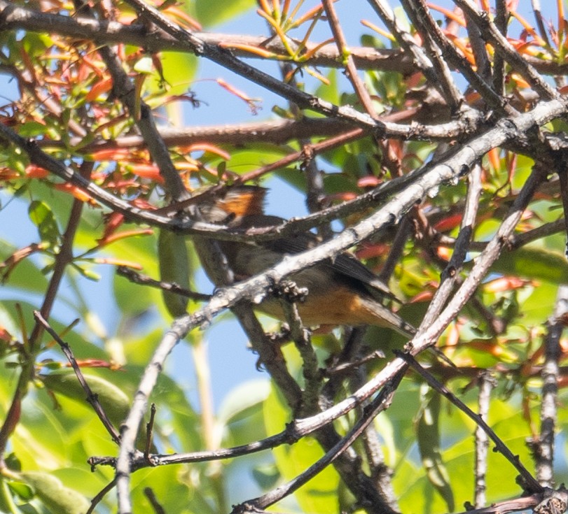 Yuhina à ventre roux - ML644191725