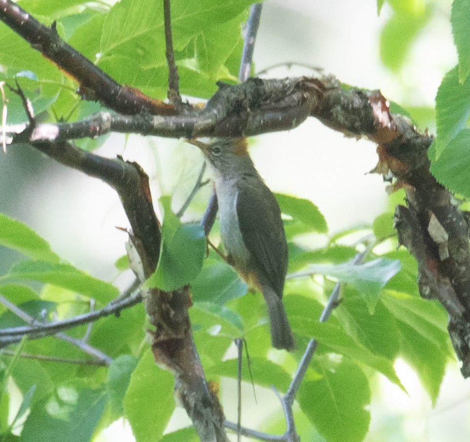 Yuhina à ventre roux - ML644191726