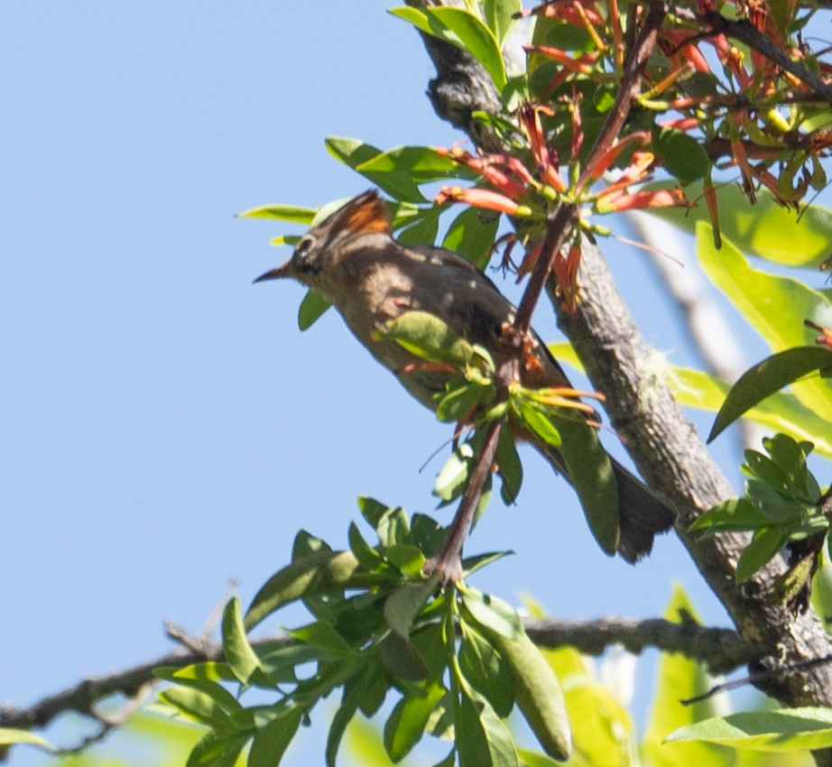 Yuhina à ventre roux - ML644191727