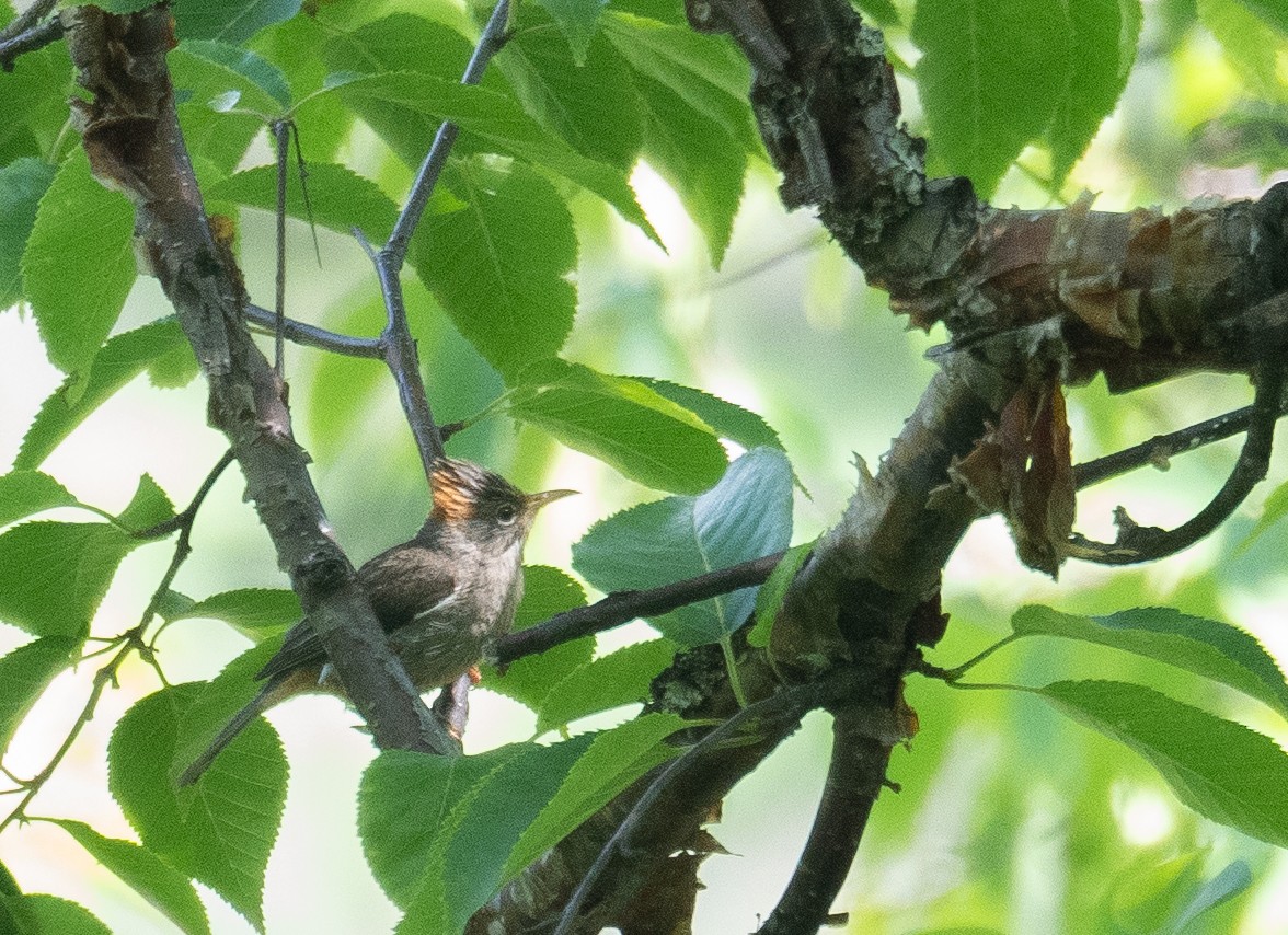 Yuhina à ventre roux - ML644191728