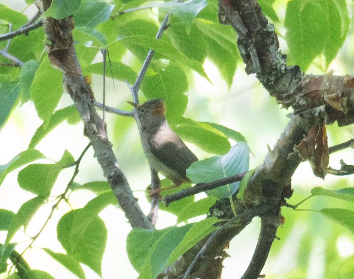 Yuhina à ventre roux - ML644191729