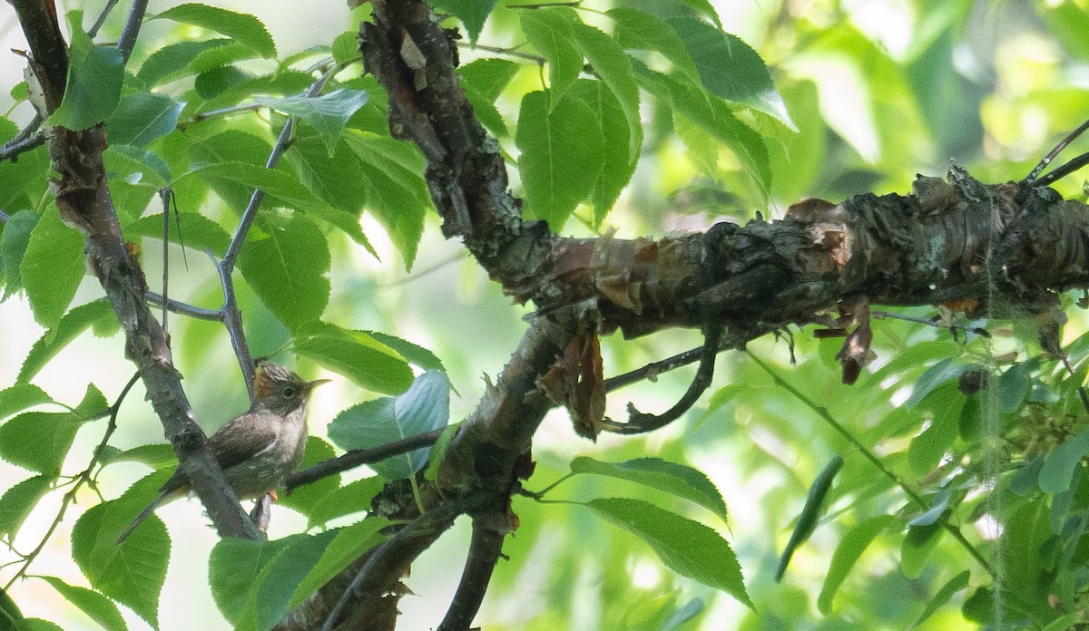 Yuhina à ventre roux - ML644191730