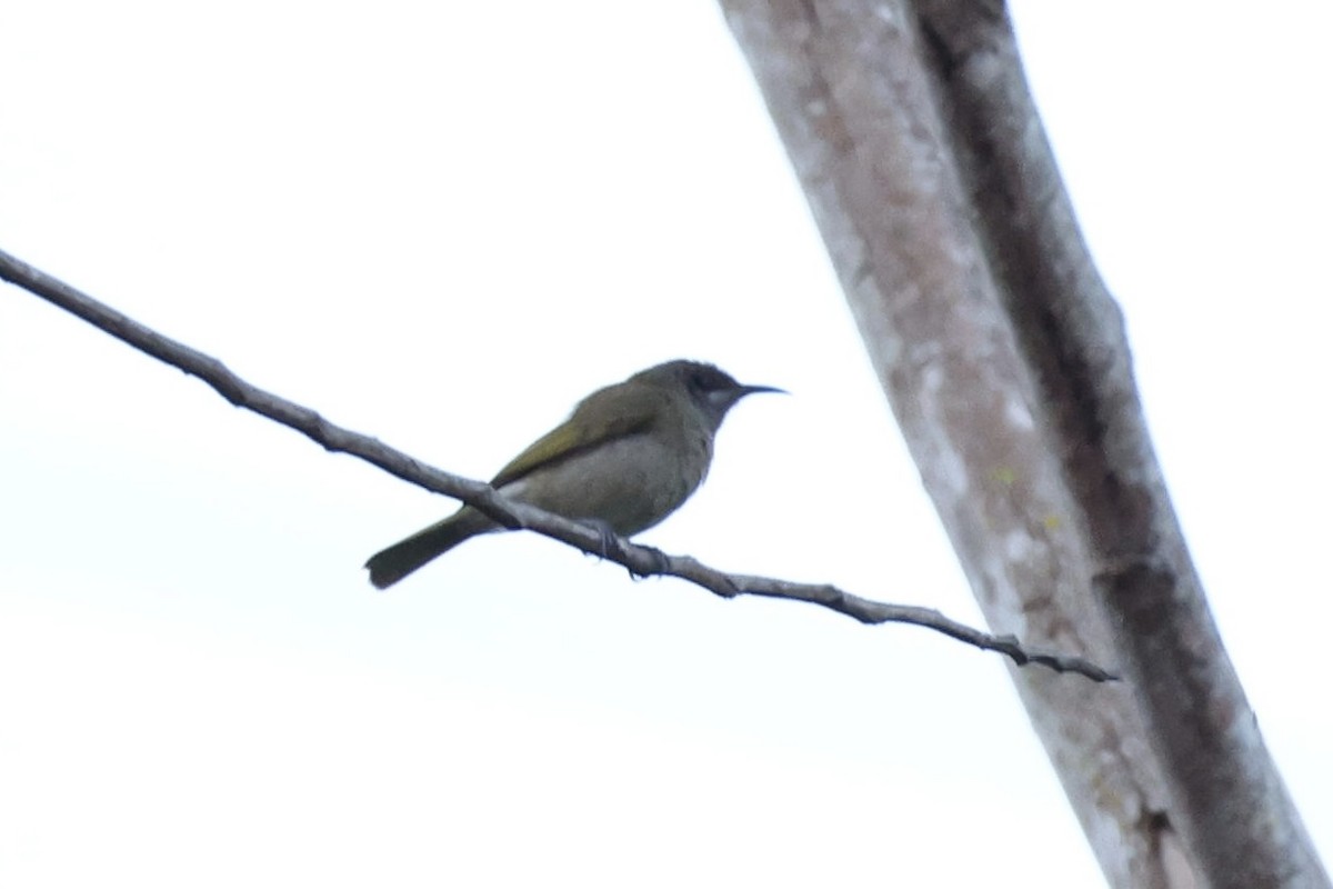 Gray-eared Honeyeater - ML644191733