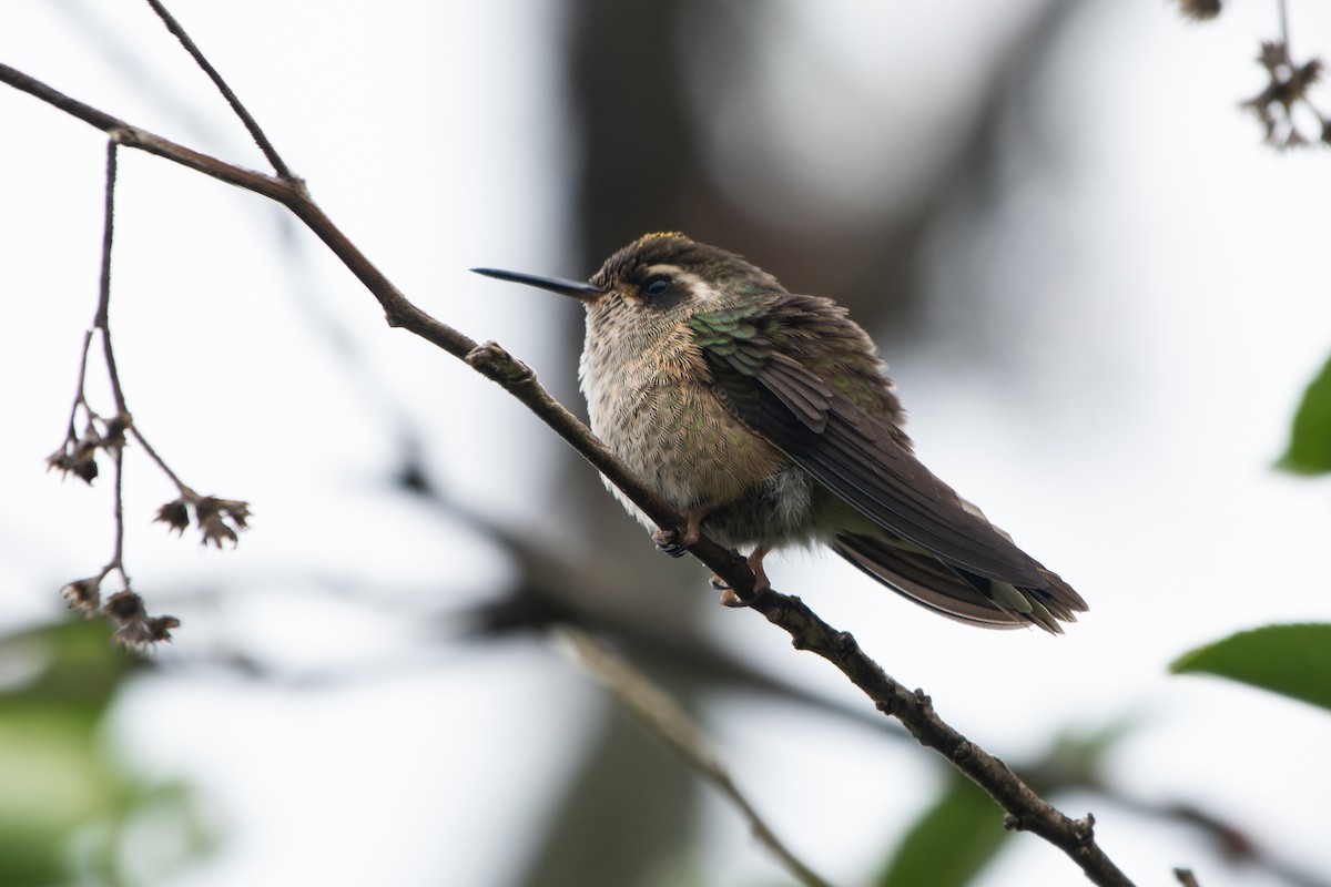 Speckled Hummingbird - ML644191741