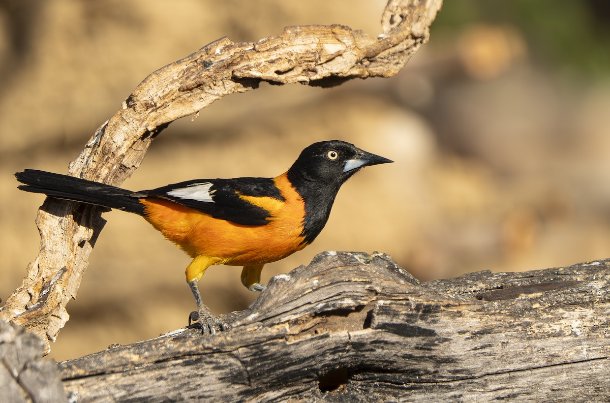 Campo Troupial - ML644191745