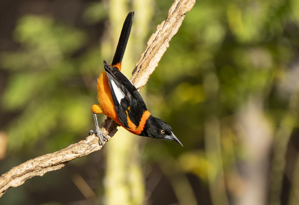 Campo Troupial - ML644191747